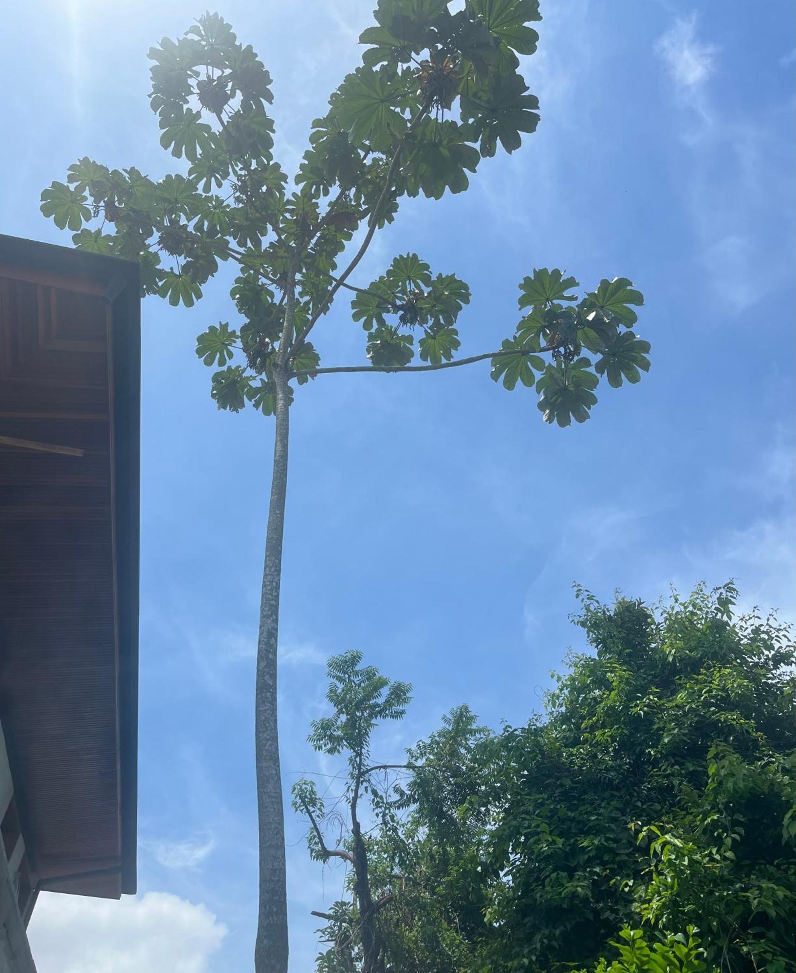Casa Fiji - Suites Luxo - Praia De Itamambuca - Ao Lado Da Praia อูบาตูบา ภายนอก รูปภาพ